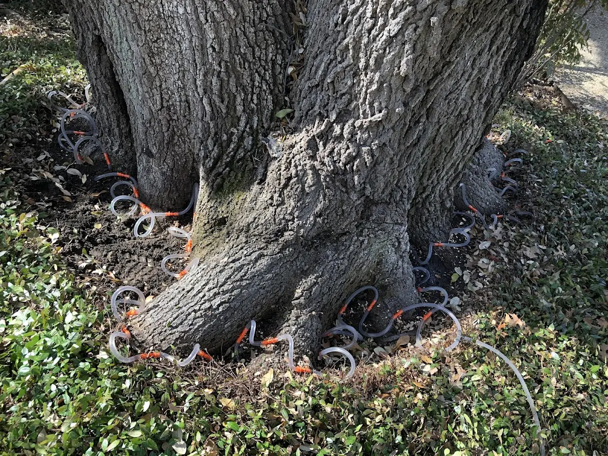 Detailed Tree Cabling and Bracing job site in District Heights
