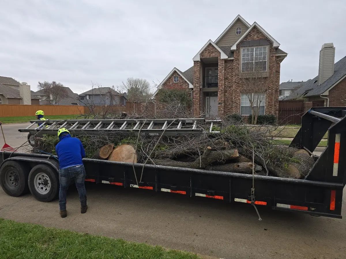 Expert Tree Removal with proper safety equipment in District Heights